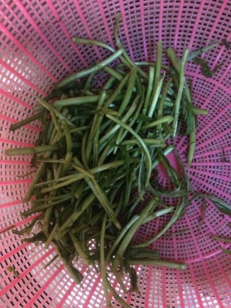 芦篙藜蒿
