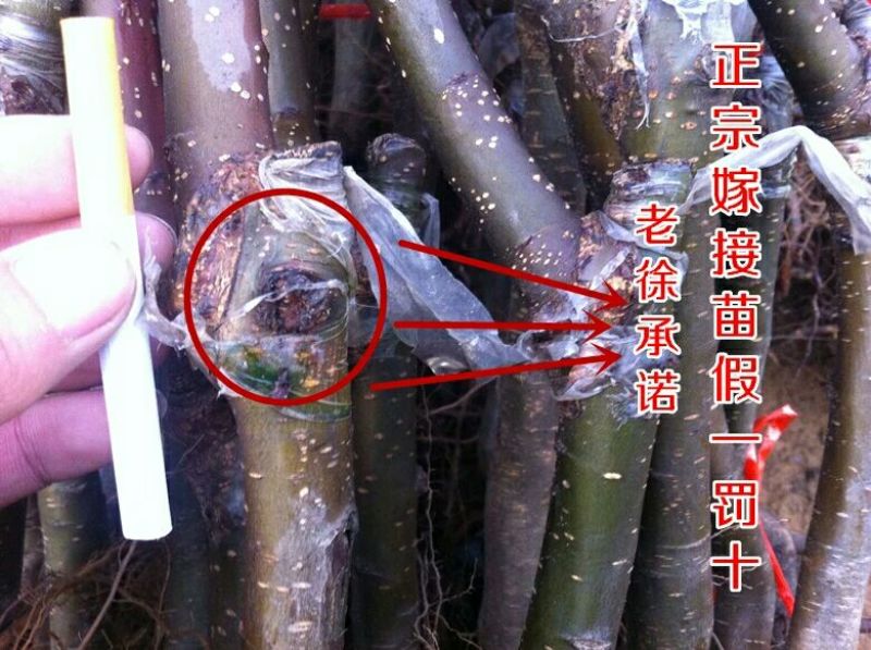 红富士苹果苗烟富8号烟富10号苹果苗基地直销