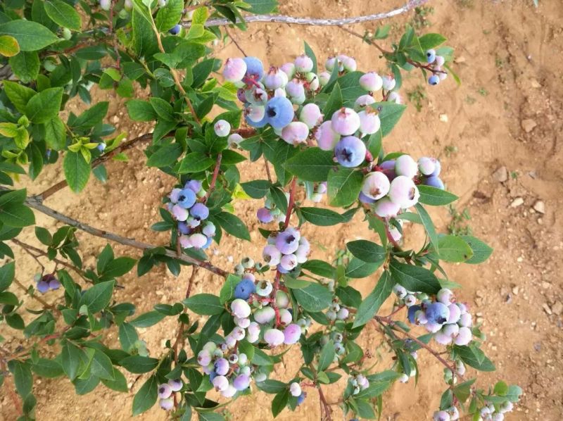 蓝莓10~12mm以上