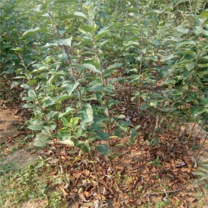 苹果树苗一到两年苗40~50cm根系发达