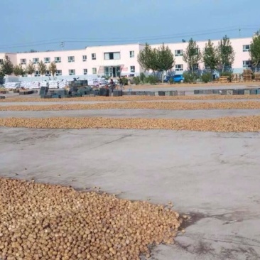 新新2号核桃去皮干