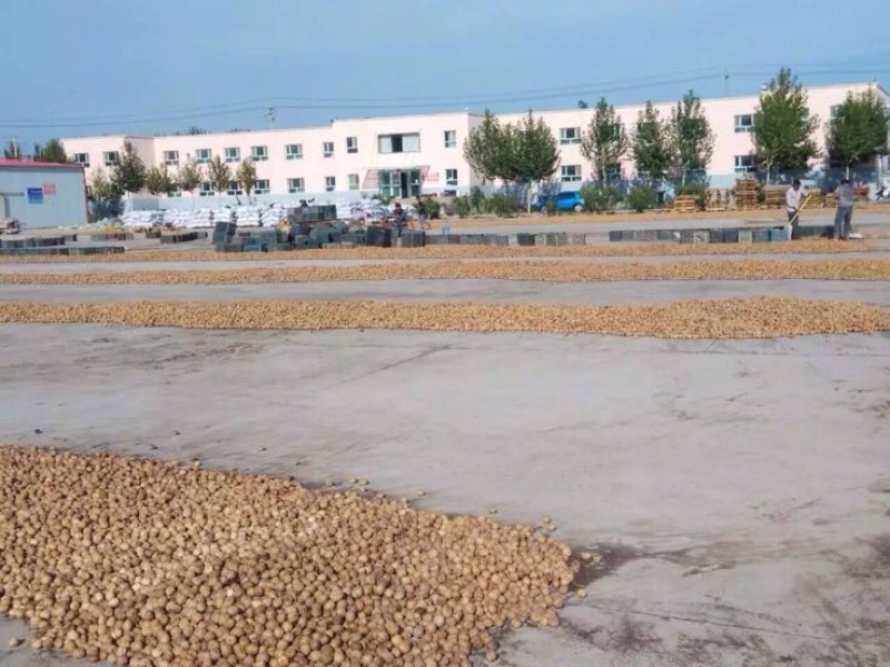 新新2号核桃去皮干