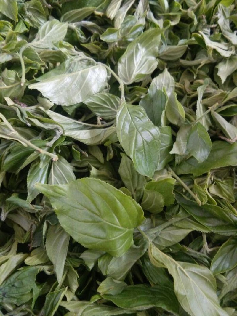 本山茶一级