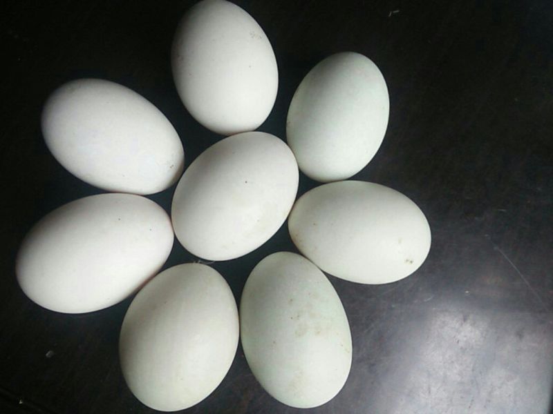 来自田园散养土鸭蛋，精选食用鸭蛋
