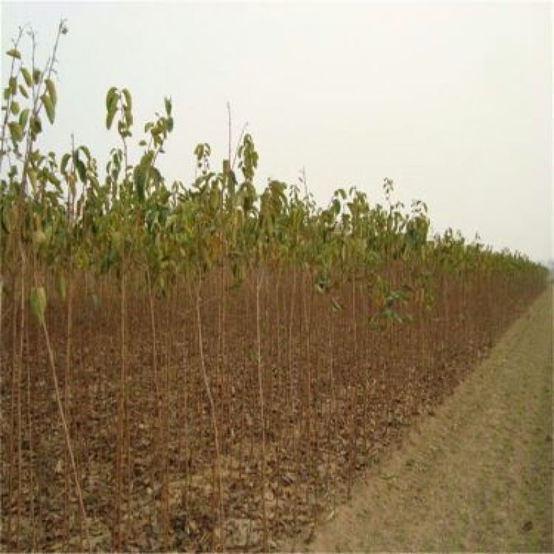 柿子树苗100~150cm