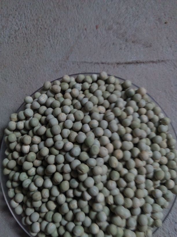 山东省莘县瓜果菌菜批发市场青豌豆 较饱满批