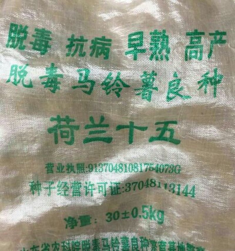 土豆种子一级种薯