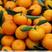 柑橘【优质云南蜜桔】采摘新鲜果，一手货源，价格便宜量大从