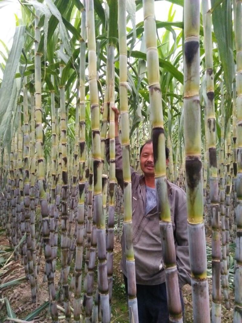 青皮白玉甘蔗青皮甘蔗50000亩