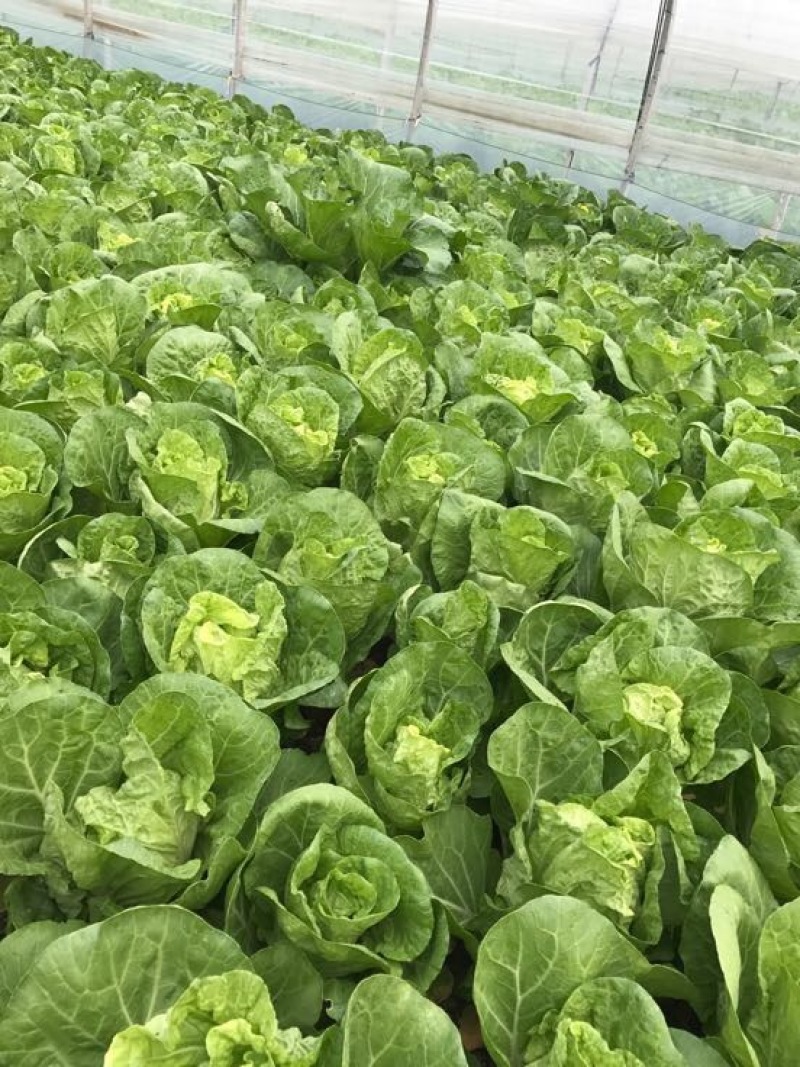 黄心菜白菜