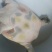 生态甲鱼2~2.5斤
