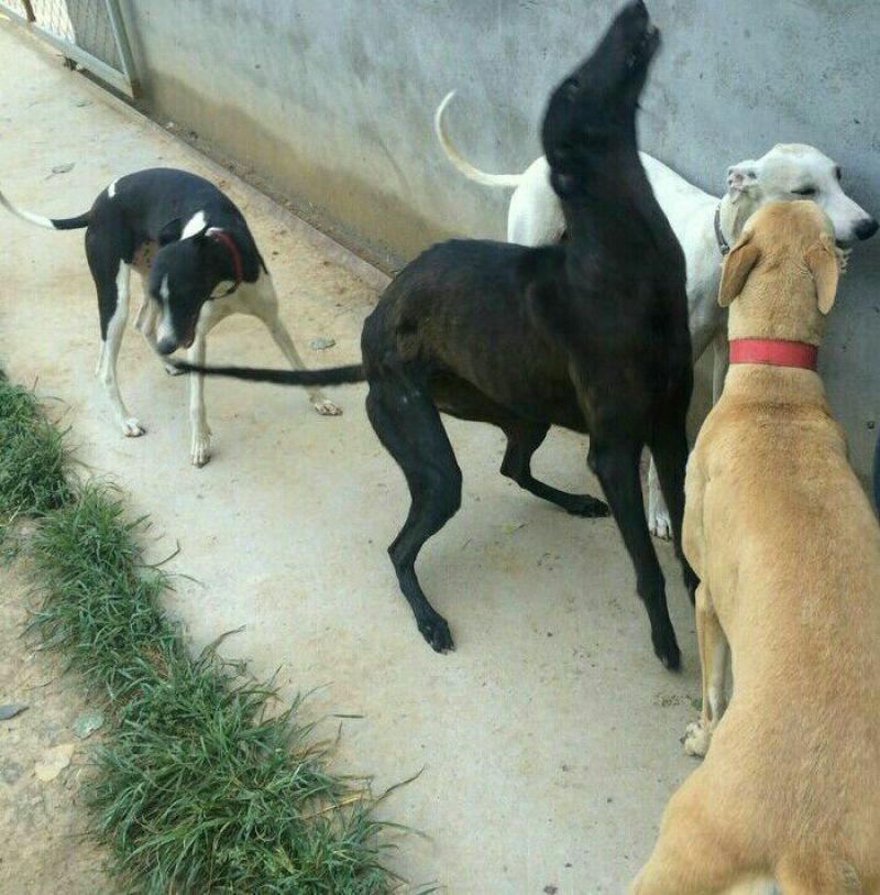 格力犬