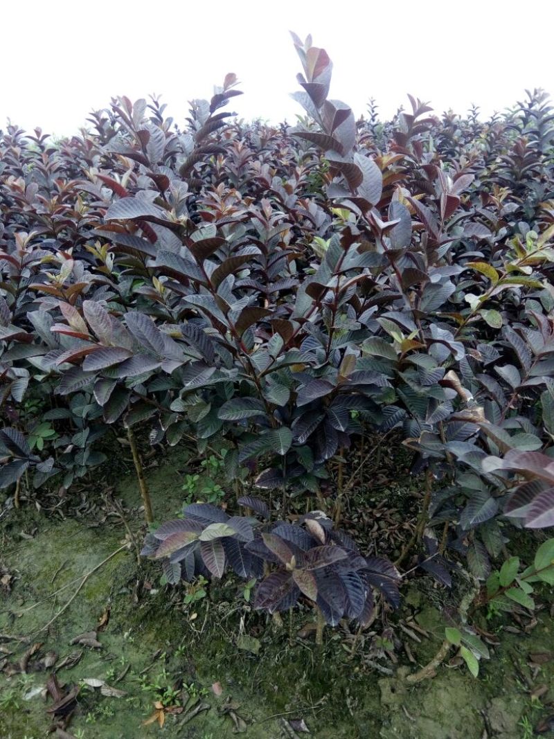 西瓜番石榴苗30~50cm