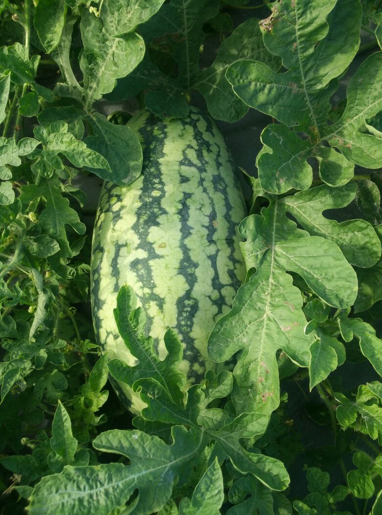 福建宁德市霞浦县小富西瓜 5斤打底 8成熟 1茬