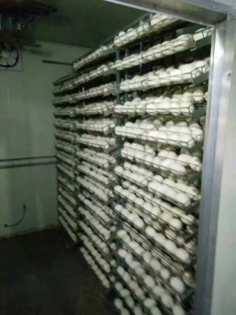 三花鹅苗250g以下