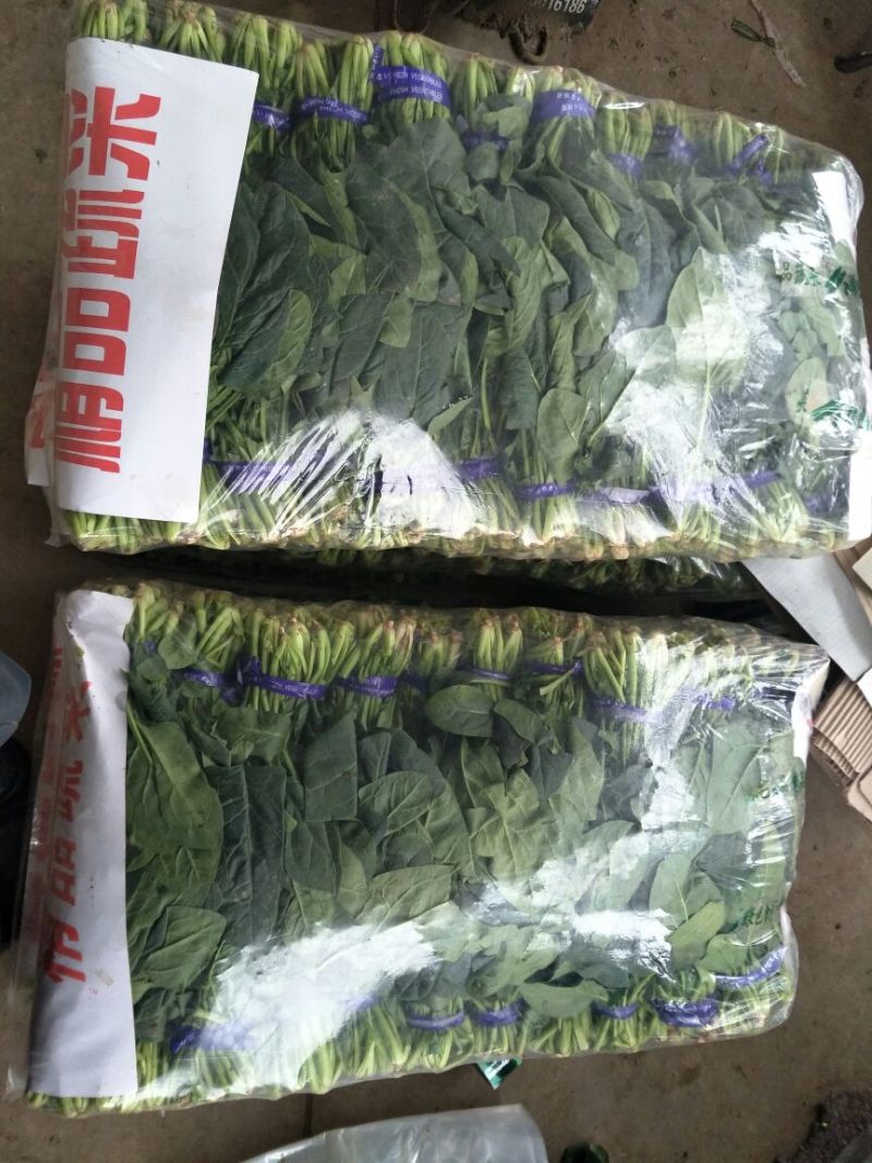 大叶菠菜20~25厘米