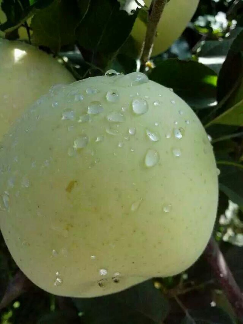 金帅苹果光果。一手货源口感好，皮脆，。进店或视频看货