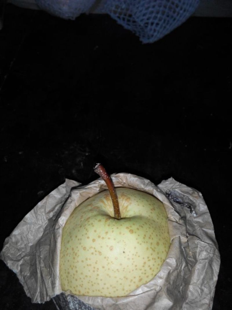 酥梨150~200g纸袋