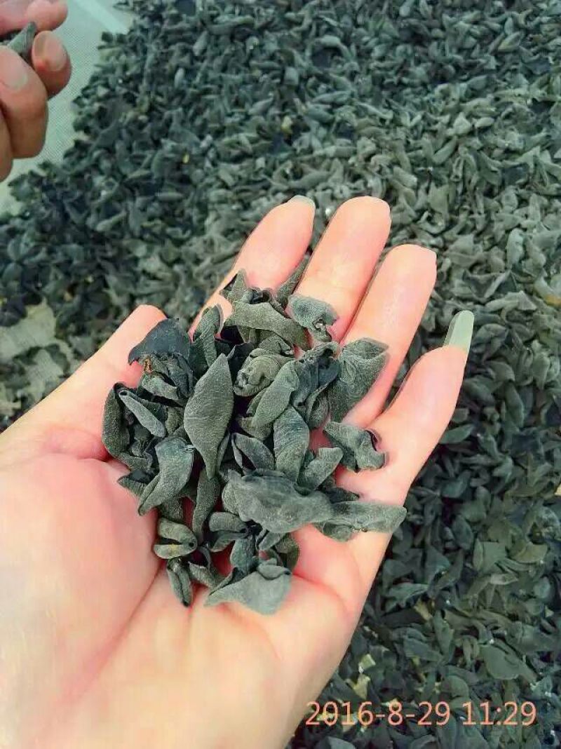 秋耳一级