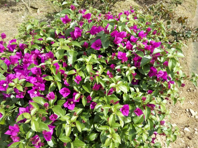 长春花种苗