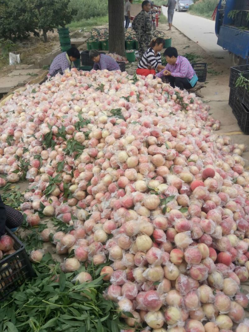 膜袋毛桃批发，大个膜袋毛桃基地，秦王毛桃，超越毛桃价格