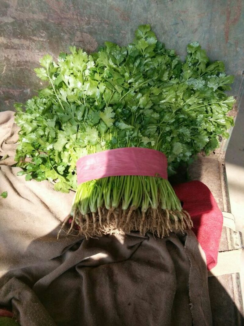 大叶香菜15~20厘米以上精品货源代收代发代存市场热销