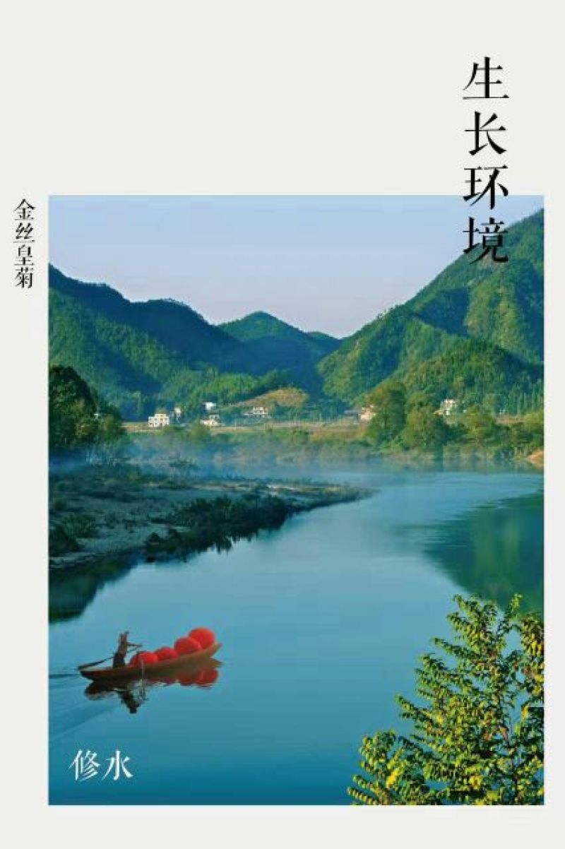 皇菊茶