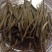 老树茶