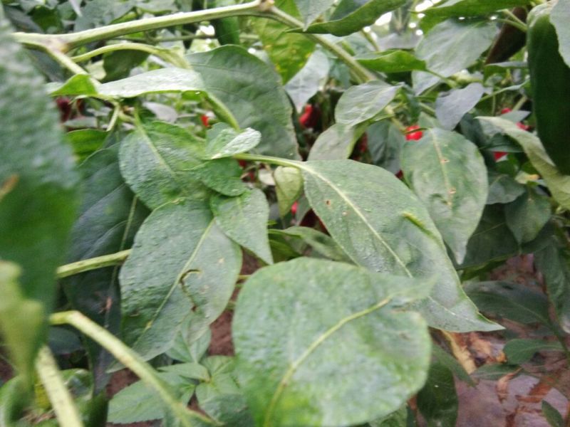 线椒15~20厘米青，有想买的朋友请过来看
