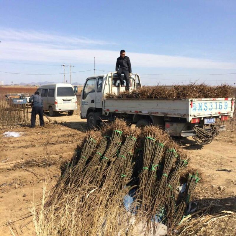 皇冠梨树苗0.8cm一棵也是批发价格，清地处理中，