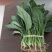 菠菜25~30厘米