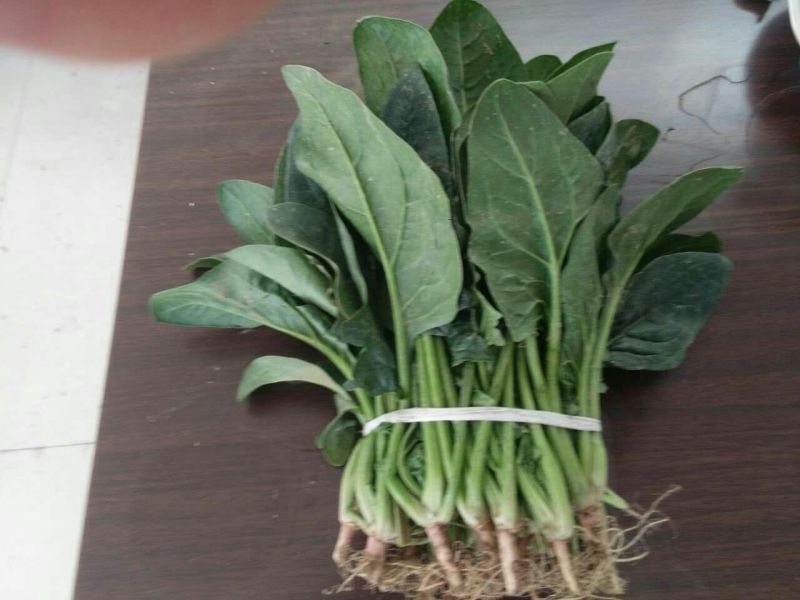 菠菜25~30厘米
