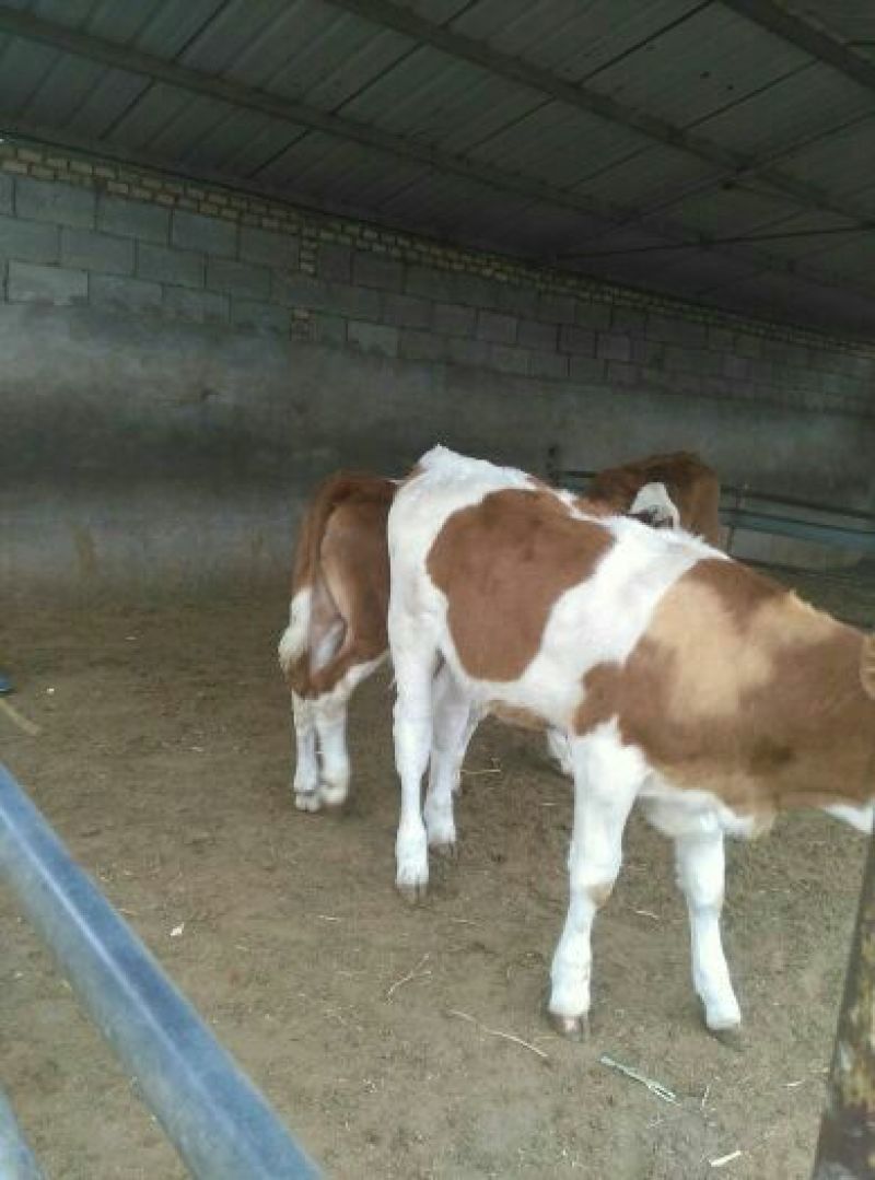 西门塔尔牛犊200~300kg