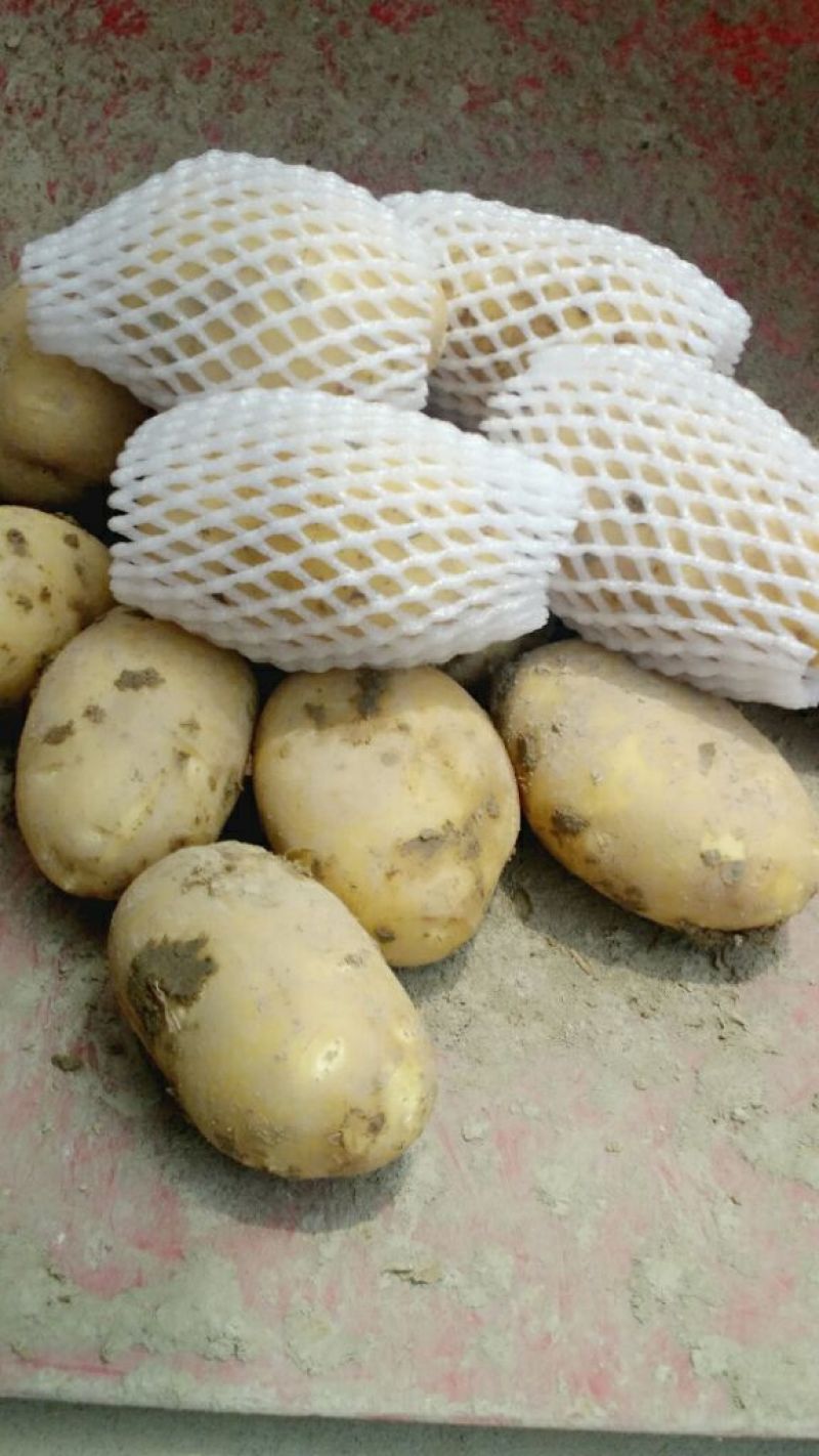 新土豆兴佳2号黄皮黄心专业代办产地直供