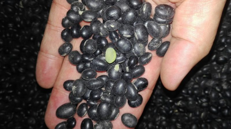 乌皮青仁豆袋装