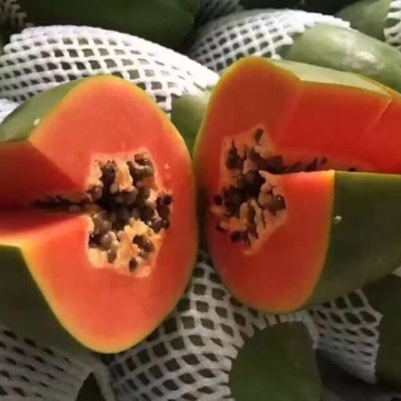 青木瓜