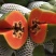 青木瓜