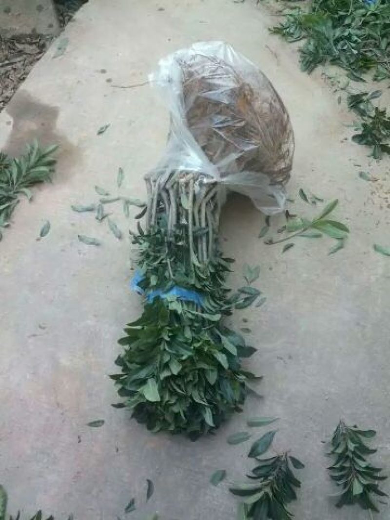 正宗东魁杨梅嫁接苗南北方都可以种植成活率好