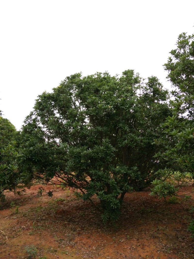 杨梅树51~80cm