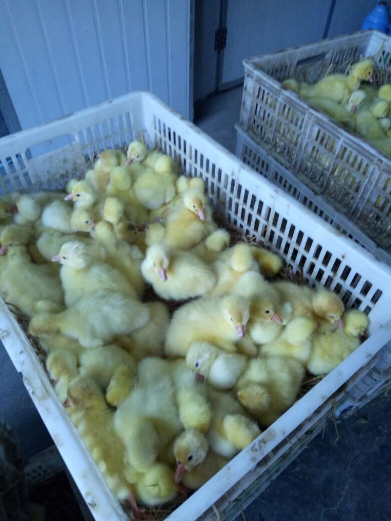 三花鹅苗250g以下