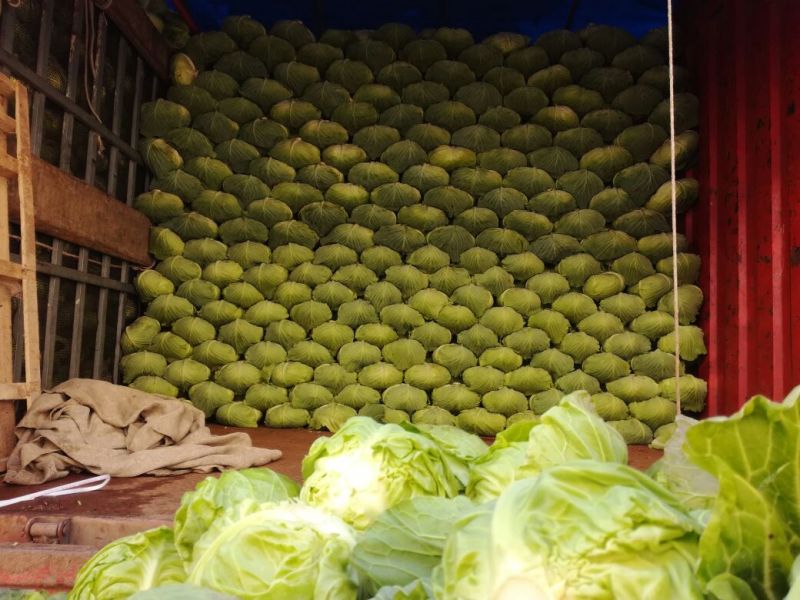 新品上市，扁包菜2～3公斤，量大