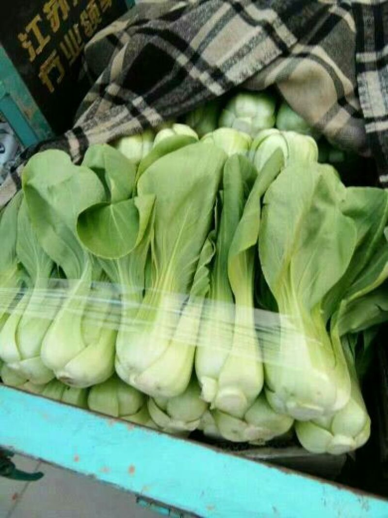 油菜大量上市，物美价廉，质量好需要联系