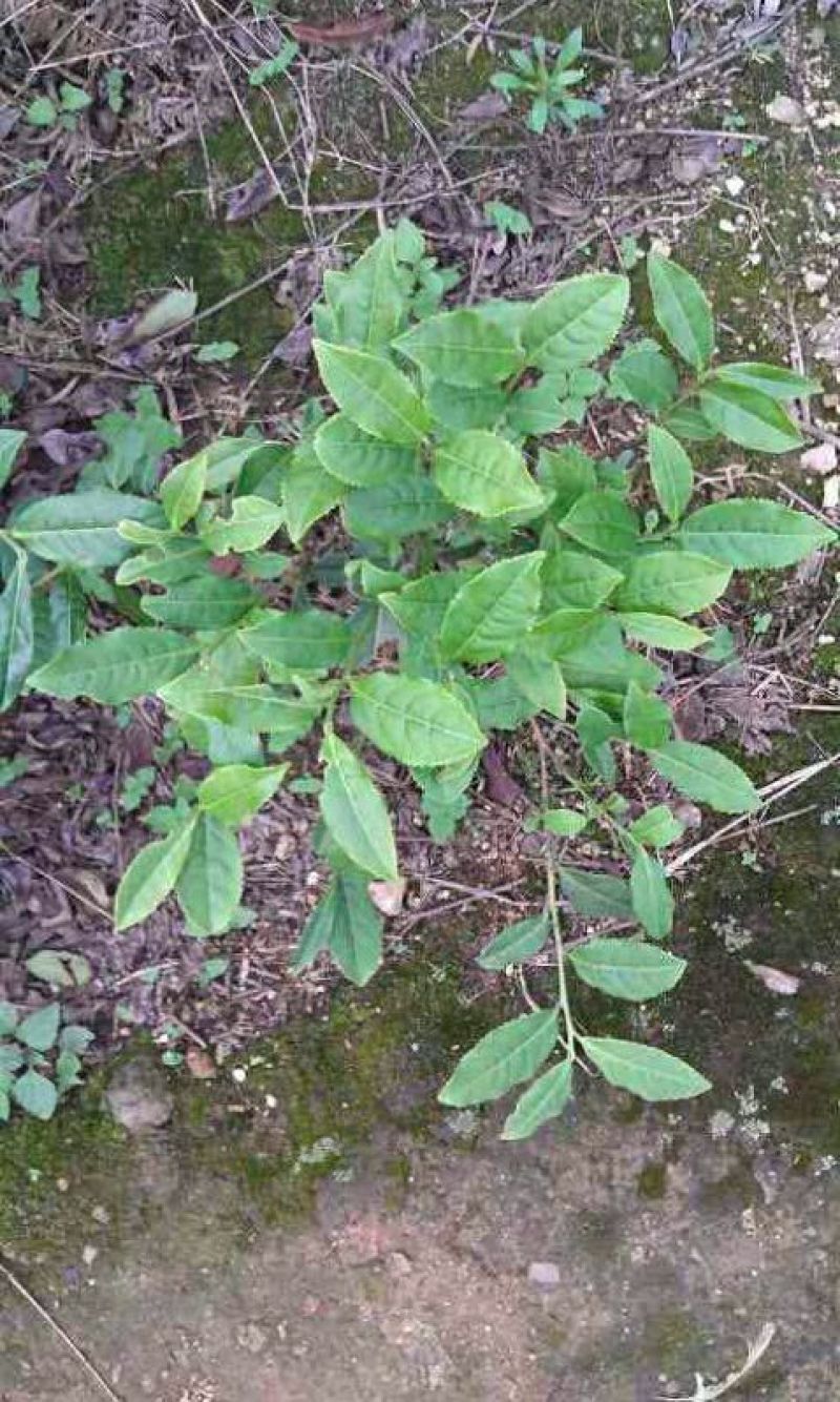 观音茶一级