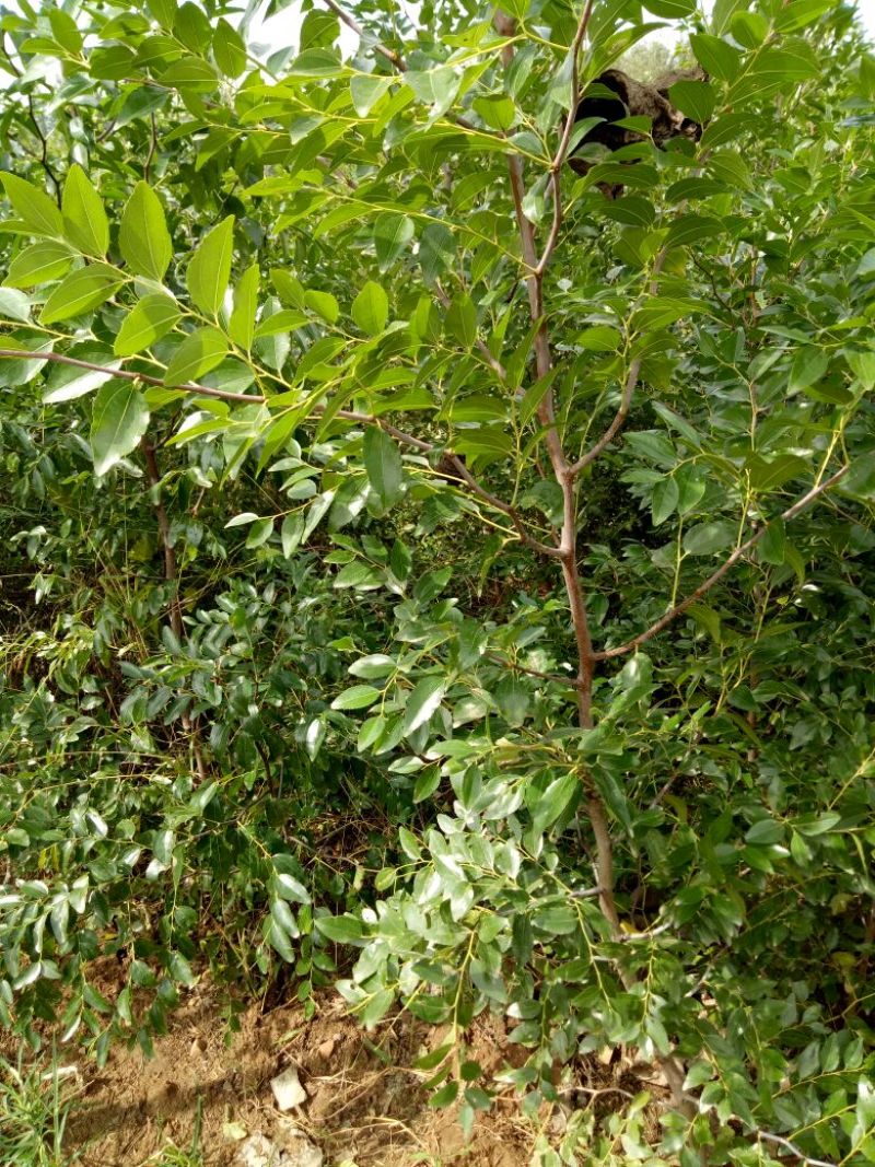 蟠枣树苗：龙须枣苗，冰糖枣苗，酸枣苗，2，3公分冬枣树苗