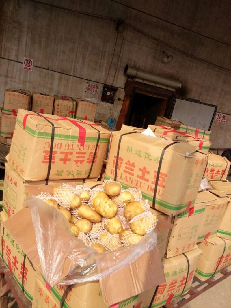 肥城市冷库荷兰十五土豆大量出库中，薯形好，艳色亮黄。