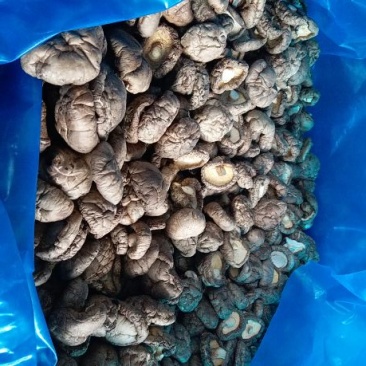 白面菇3cm以上