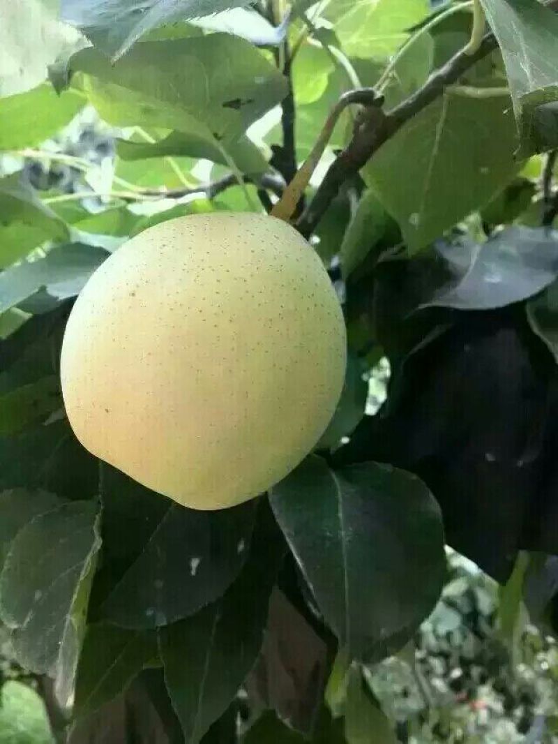 水晶梨