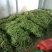 无筋豆20厘米以上，品质有精品，中等，次品，价格实惠！
