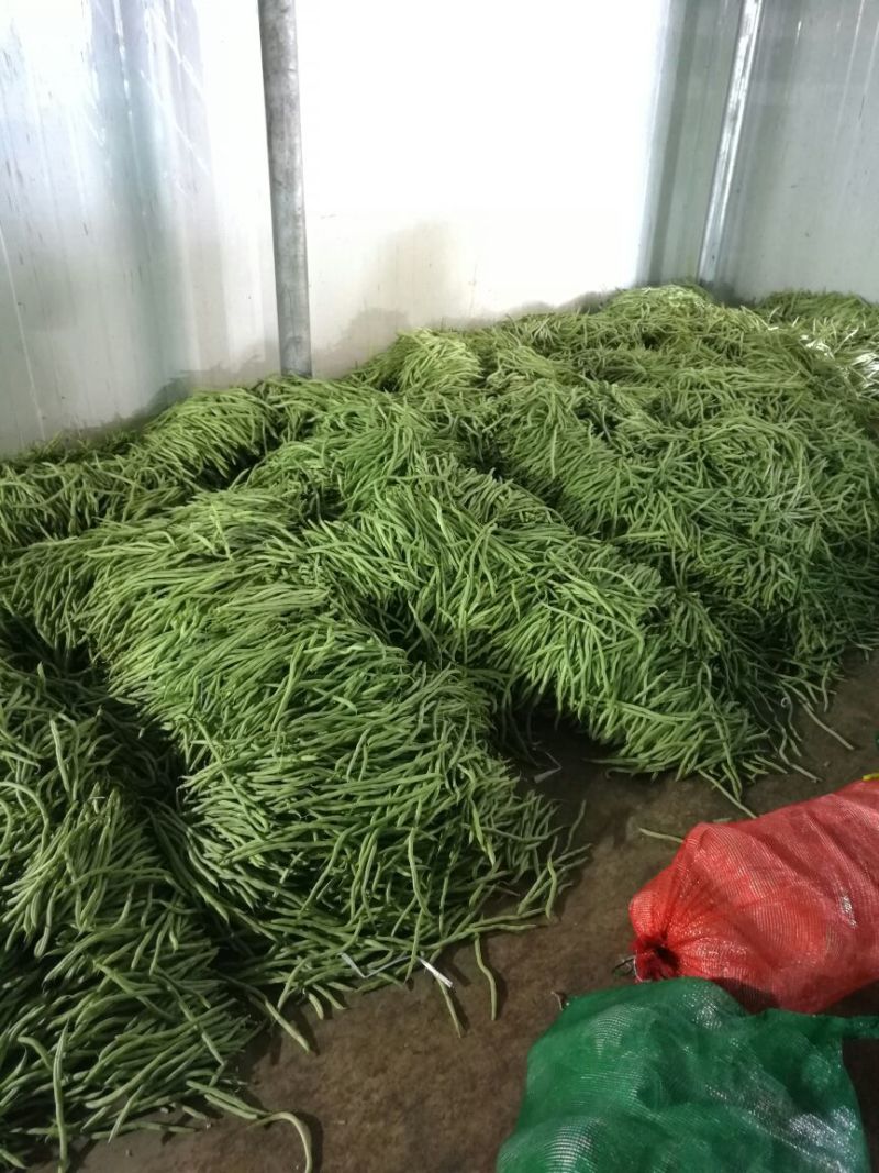 无筋豆20厘米以上，品质有精品，中等，次品，价格实惠！