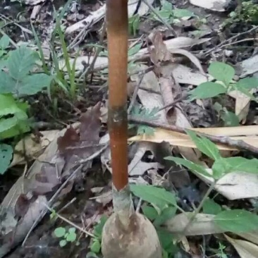 野生天麻特级